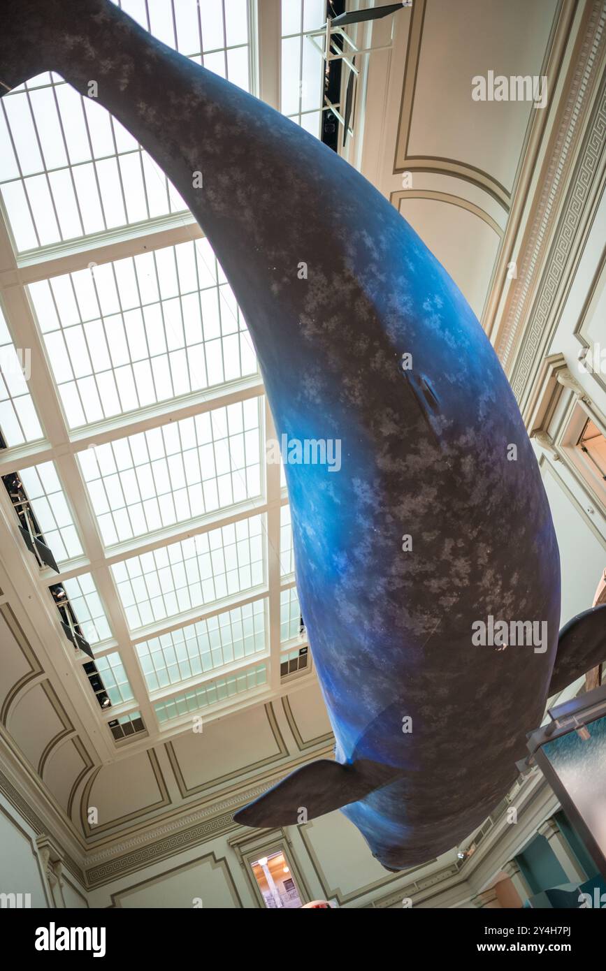 North Atlantic Right Whale Model Smithsonian Museum Washington DC // WASHINGTON D.C. — Un modello a grandezza naturale di Phoenix, una balena destra del Nord Atlantico, è sospeso nella Sant Ocean Hall presso lo Smithsonian National Museum of Natural History. La mostra rappresenta Phoenix, una balena destra nata al largo della costa della Georgia nel 1987 e rintracciata per tutta la sua vita da biologi marini al New England Aquarium di Boston. Phoenix è la madre di tre vitelli ed è diventata nonna nel 2007, parte di una specie in pericolo critico con meno di 500 esemplari rimasti. Il modello ne ha richiesti quattro Foto Stock