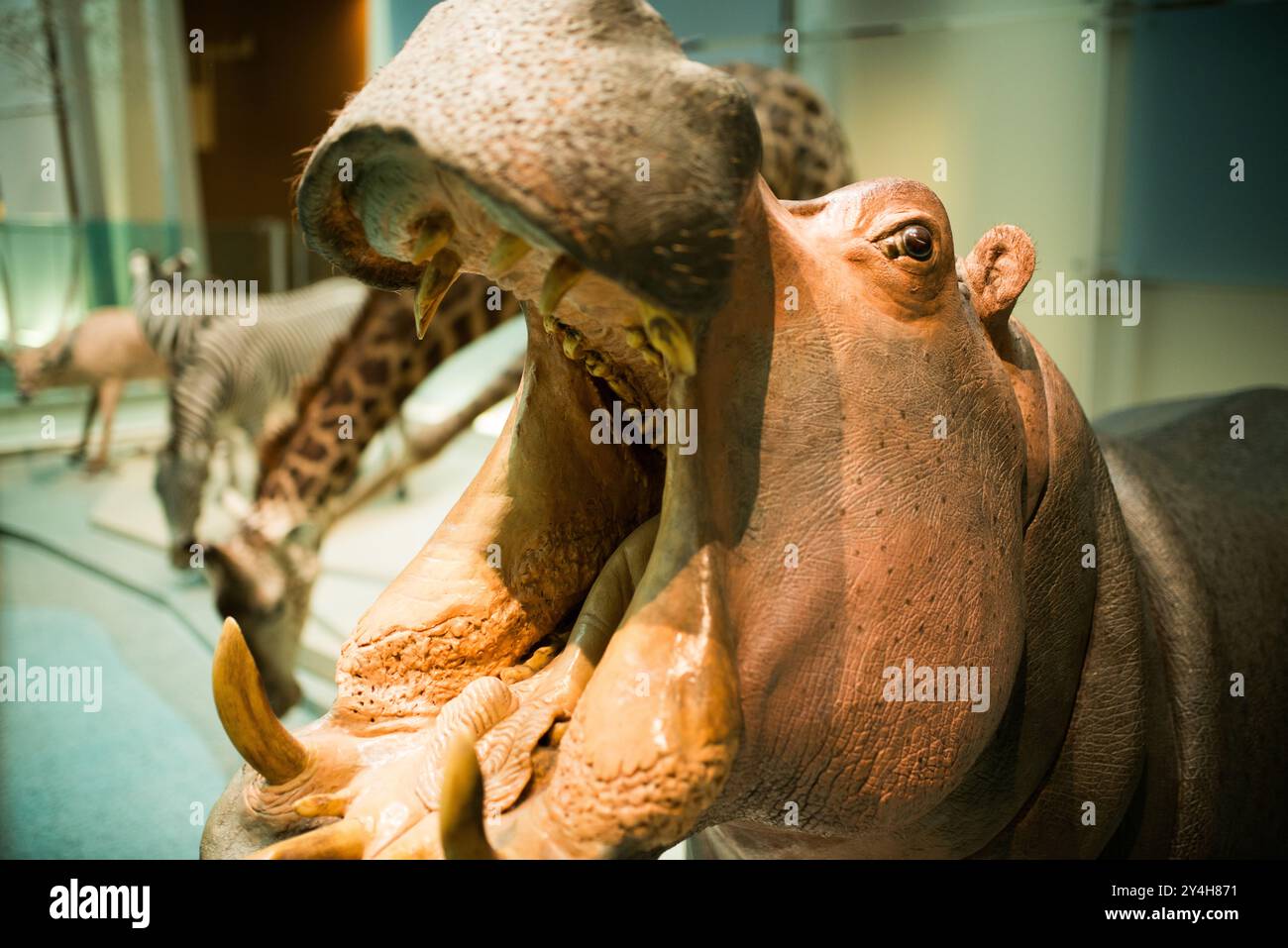 National Museum of Natural History Hippopotamus Exhibit Washington DC // WASHINGTON DC — Un ippopotamo e altri esemplari di fauna selvatica africana fanno parte della mostra permanente presso il Museo Nazionale di storia naturale dello Smithsonian. L'esposizione mostra la diversità della fauna selvatica africana attraverso esemplari accuratamente conservati e montati. Queste mostre fungono da strumenti educativi essenziali per comprendere gli ecosistemi africani e la fauna selvatica. Foto Stock