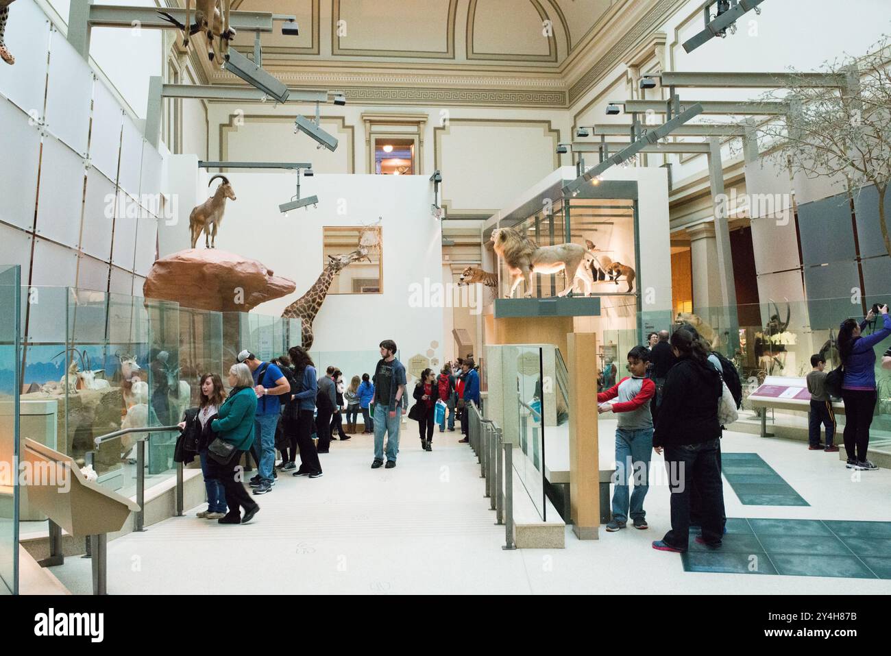 National Museum of Natural History Hall of Mammals Washington DC // WASHINGTON DC - la Kenneth E. Behring Family Hall of Mammals presso il National Museum of Natural History dello Smithsonian espone una vasta collezione di esemplari di mammiferi conservati. La mostra presenta diorami accuratamente realizzati e mostre che dimostrano la diversità della vita dei mammiferi. Queste presentazioni scientificamente accurate servono sia a scopi educativi che di ricerca. Foto Stock