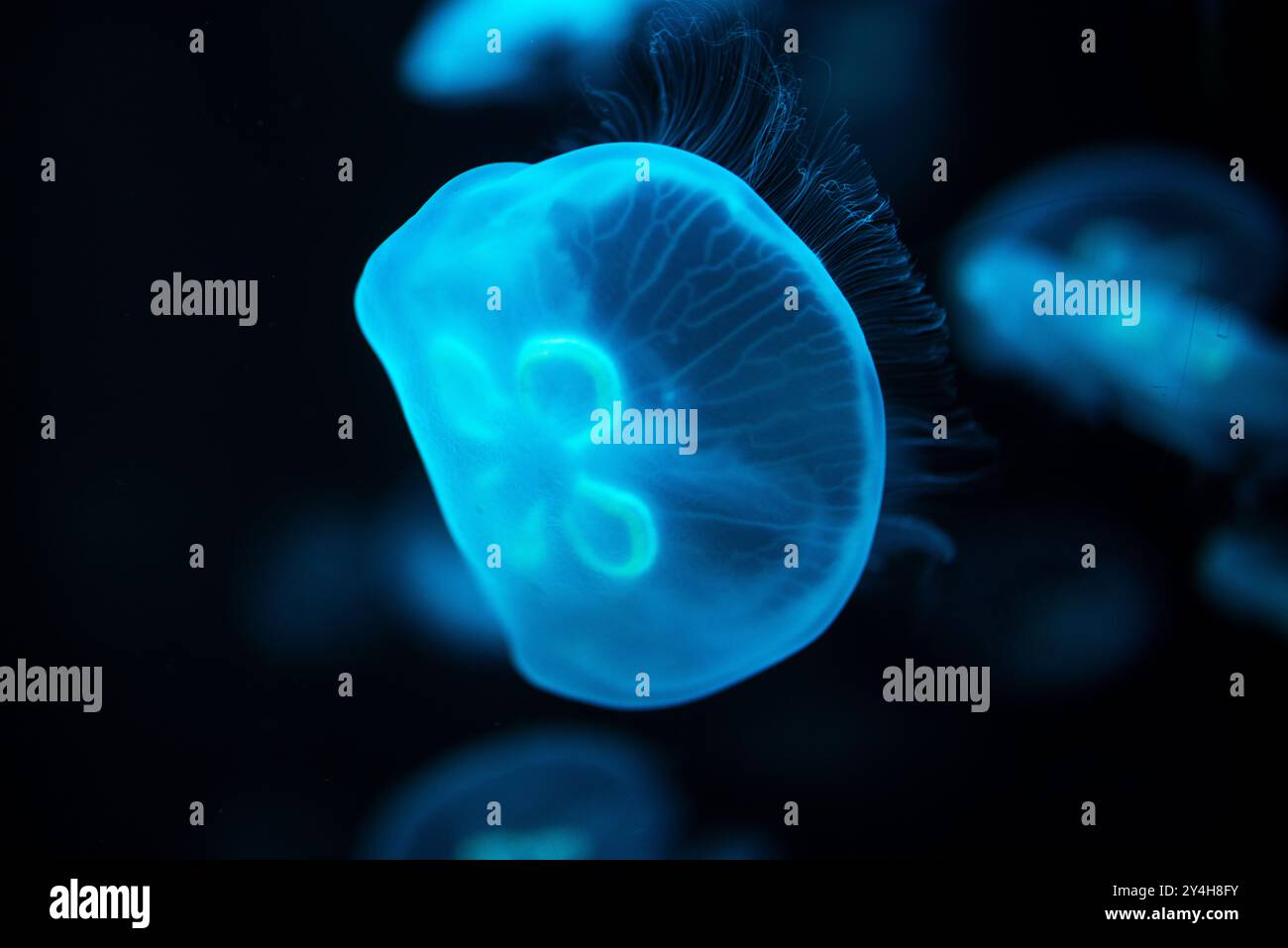 National Aquarium Jellyfish Exhibit Baltimore // BALTIMORE, Maryland - Jellyfish galleggia graziosamente in una vasca specializzata presso la mostra National Aquarium's Jellies nel porto interno. Le creature traslucide, illuminate su uno sfondo scuro, mostrano la variegata collezione di vita marina dell'acquario e le mostre didattiche. Foto Stock