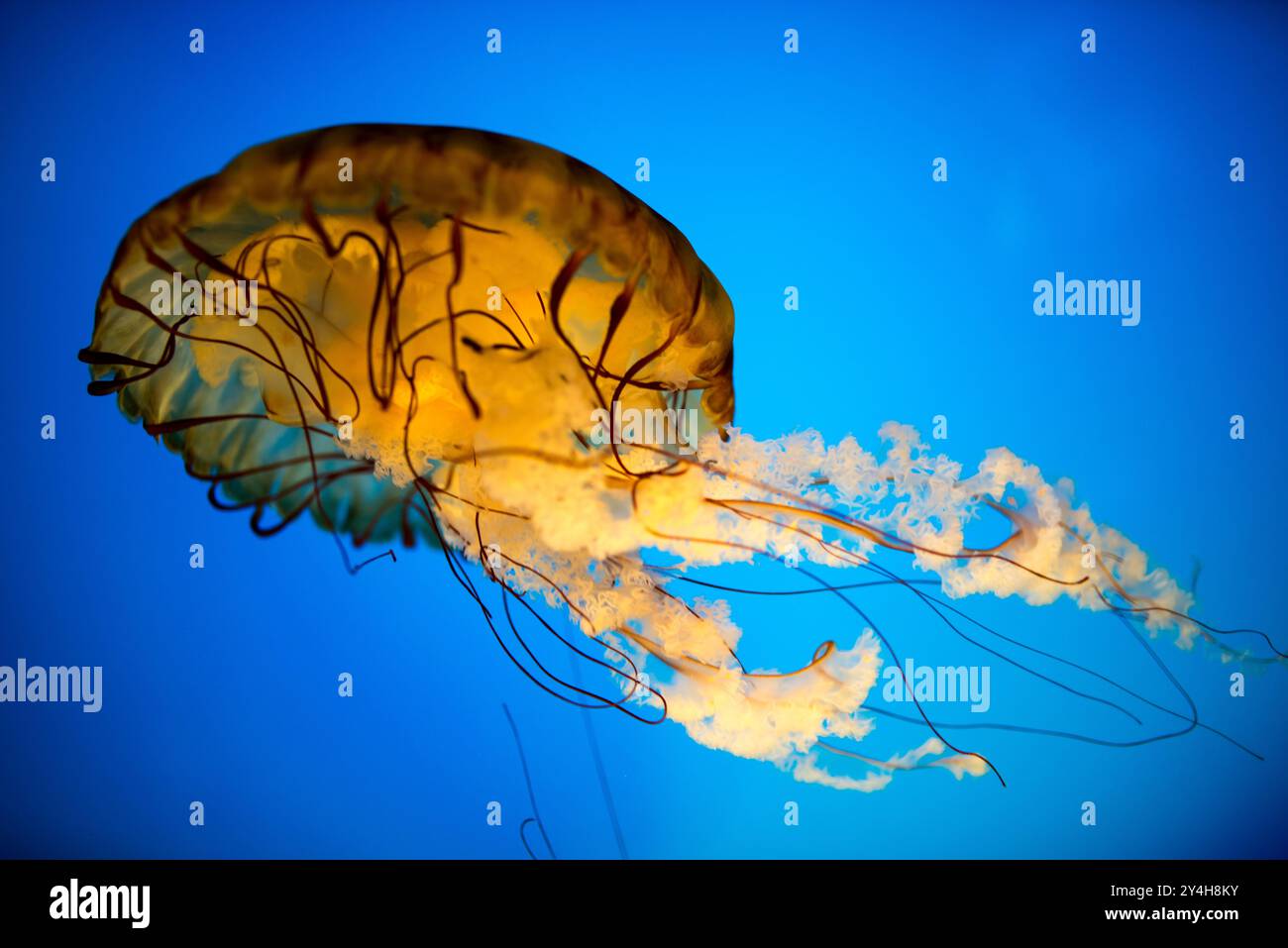 National Aquarium Jellies Exhibit Jellyfish Baltimore // BALTIMORE, Maryland - Jellyfish galleggia con grazia in una vasca specializzata presso la mostra National Aquarium's Jellies nel porto interno. Le creature traslucide, illuminate su uno sfondo scuro, mostrano la variegata collezione di vita marina dell'acquario e le mostre didattiche. Foto Stock