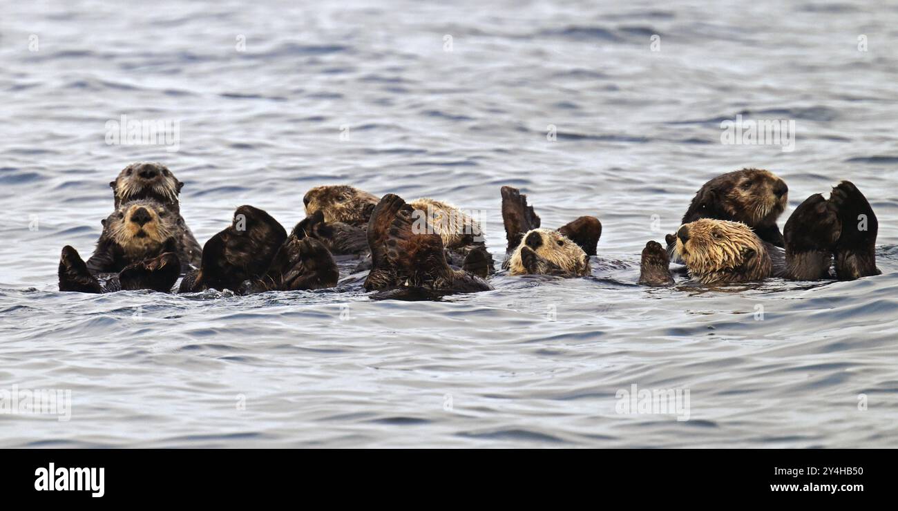 Diverse lontre di mare (Enhydra lutris) che nuotano sulla schiena nell'Oceano Pacifico, sull'isola di Vancouver Foto Stock