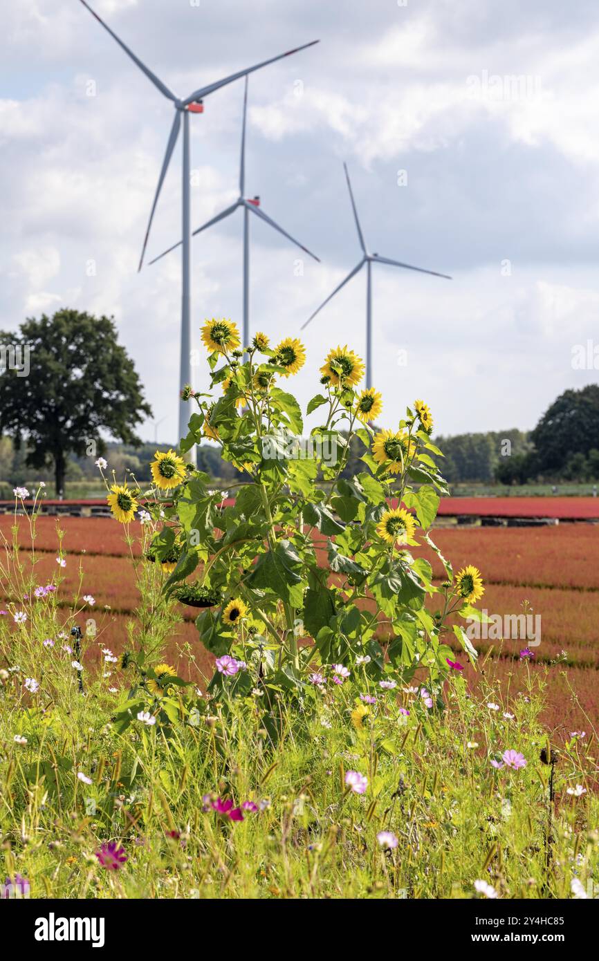 Strisce fiorite su un'area all'aperto di una fattoria orticola, piante autunnali, piante di erica, i vari fiori e piante non solo abbelliscono la terra Foto Stock