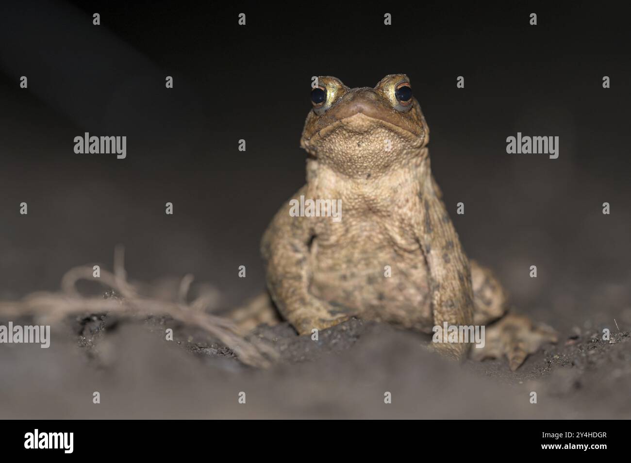 Rospo comune (Bufo bufo), maschio singolo, sulla strada per le acque riproduttive, sera, migrazione dei rospi, Bottrop, zona della Ruhr, Renania settentrionale-Vestfalia, Germania, EUR Foto Stock