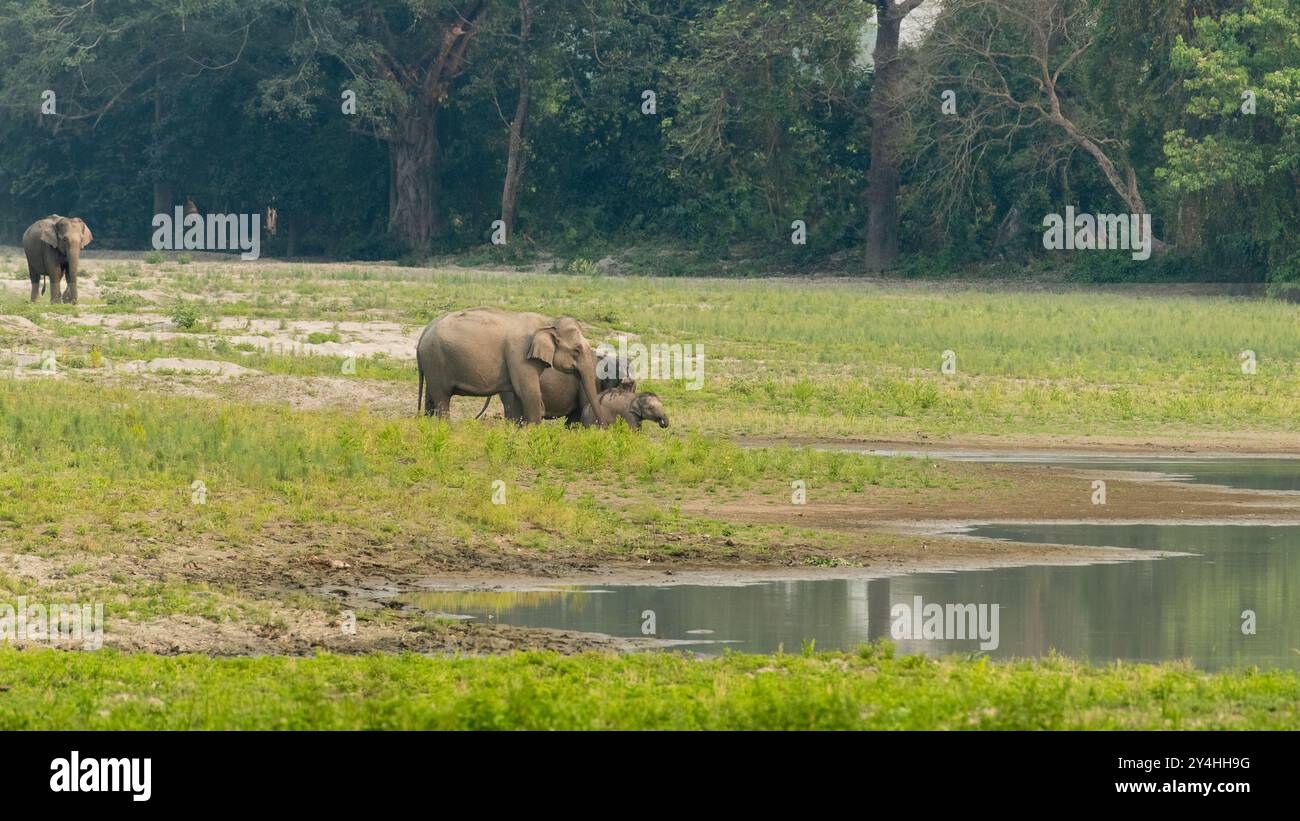 Bellissimi elefanti che bevono acqua da un corpo idrico. Gli elefanti asiatici sono grandi mammiferi nativi dell'Asia. Sono più piccoli degli elefanti africani. Foto Stock