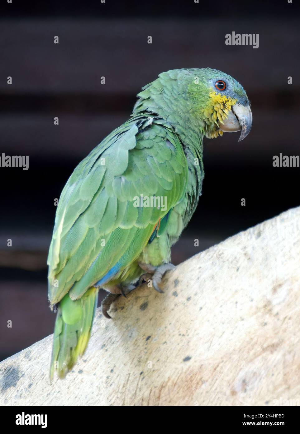 amazzonia alata arancione, Venezuela elaamazone, Amazone aourou, Amazona amazonica, narancsszárnyú amazon, parco nazionale di Yasuní, Ecuador, Sud America Foto Stock