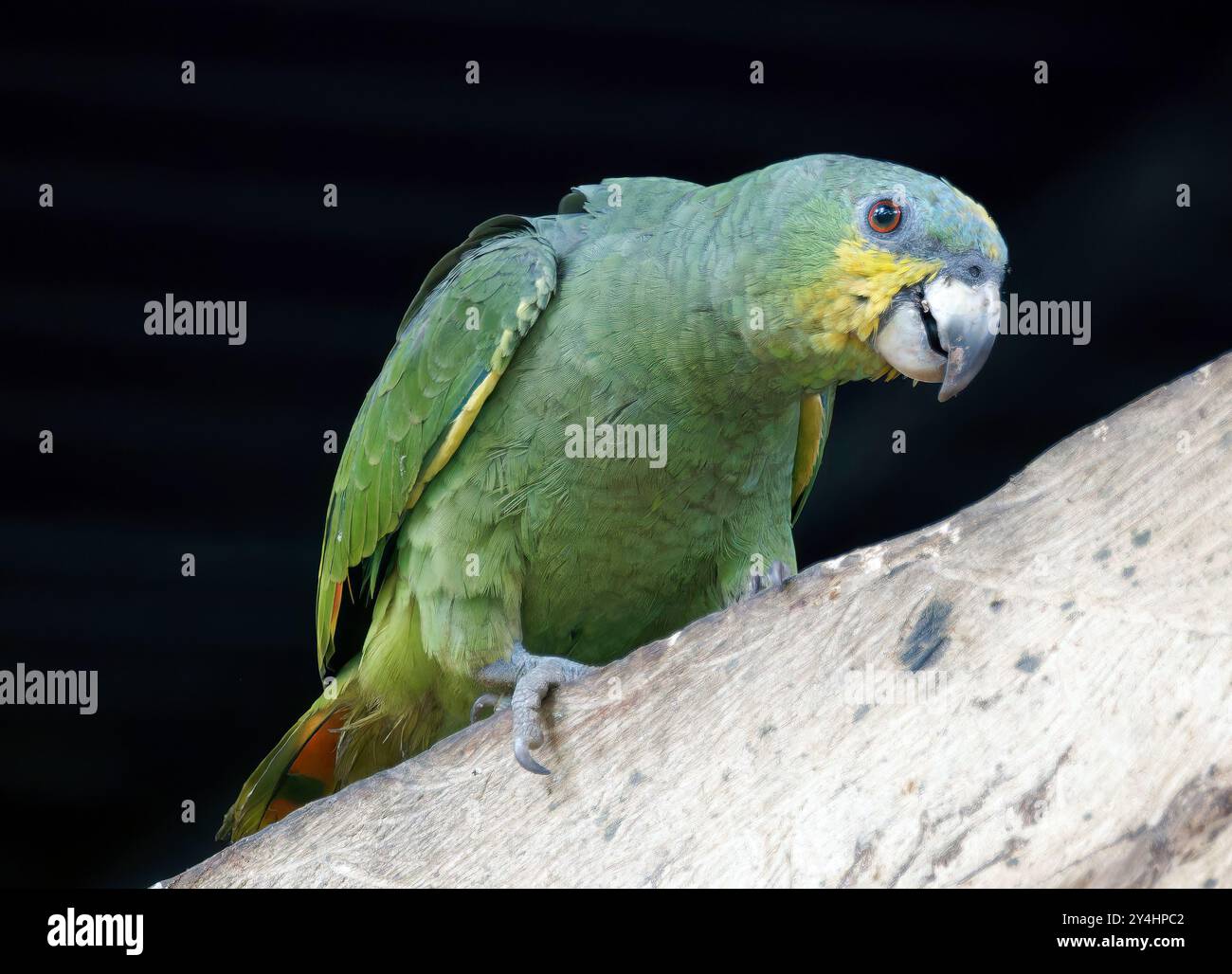 amazzonia alata arancione, Venezuela elaamazone, Amazone aourou, Amazona amazonica, narancsszárnyú amazon, parco nazionale di Yasuní, Ecuador, Sud America Foto Stock