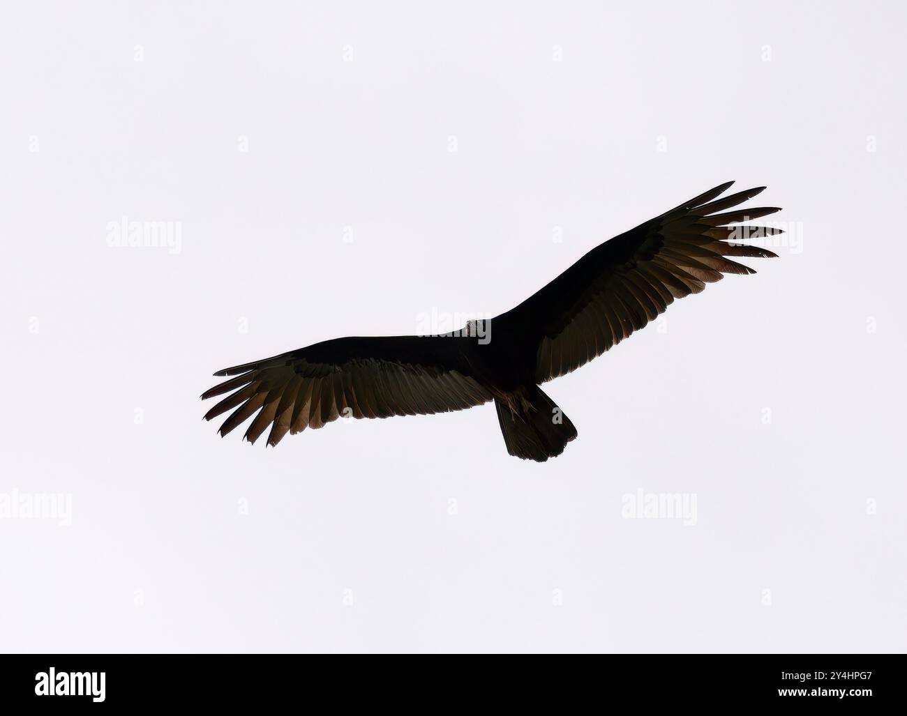 Turchino avvoltoio, Truthahngeier, Urubu à tête rouge, Cathartes aura, pulykakeselyű, Parco nazionale di Yasuní, Ecuador, sud America Foto Stock