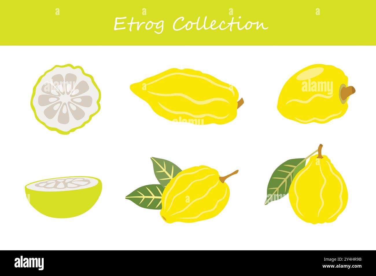 raccolta di etrog in pose diverse. Illustrazione vettoriale. Illustrazione Vettoriale