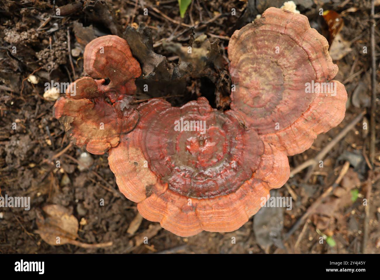 Ganoderma tsugae, noto anche come mensola per vernice emlock. Generalmente considerato non commestibile. Foto Stock