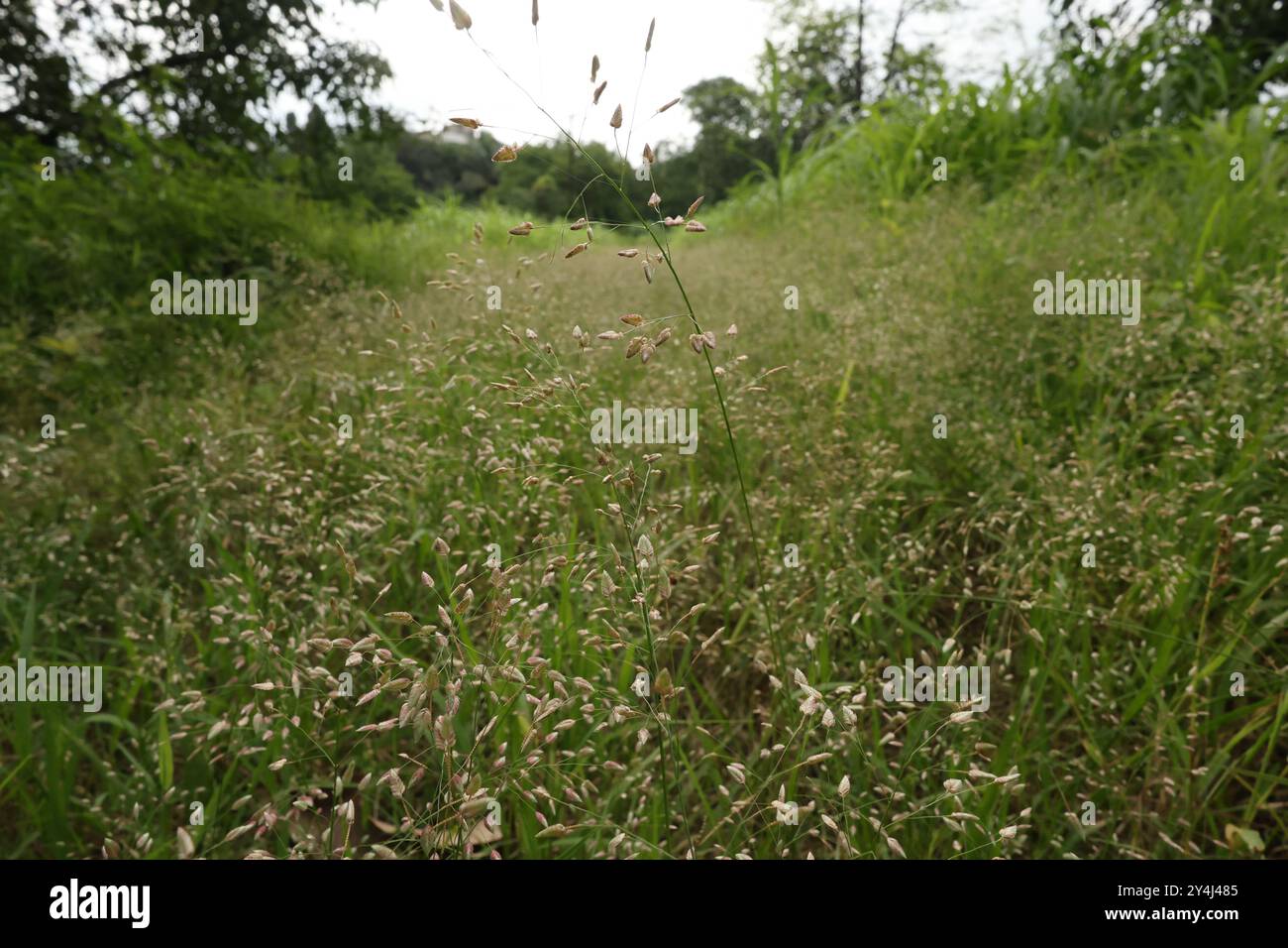 Eragrostis è comunemente noto come erba d'alveo [o canegrass. I semi di questa erba sembrano avere un alto valore nutrizionale per alcuni animali Foto Stock