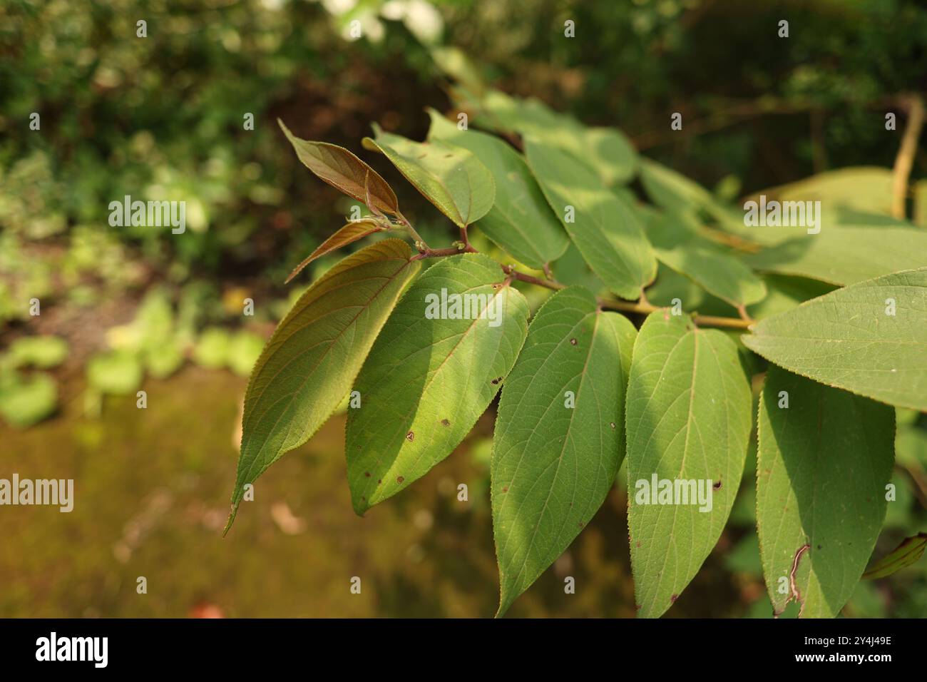 Antracite indiana le foglie e la corteccia sono utilizzate per trattare tosse, mal di gola, asma, bronchite, gonorrea, febbre gialla, ecc. Foto Stock