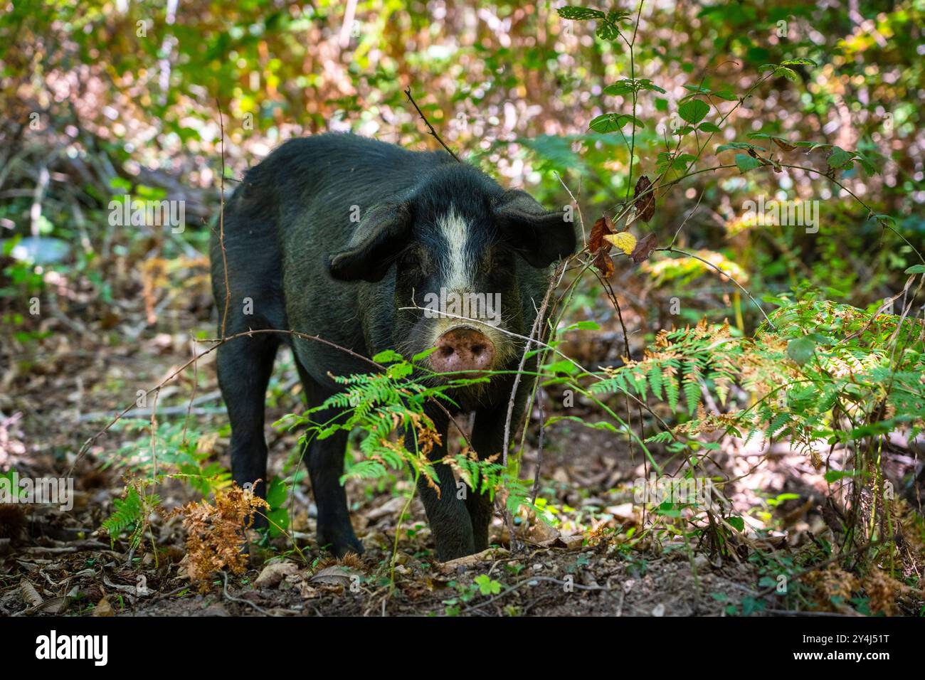 Porcu nustrale. Porc corse - maiale nero corso, foraggio nella foresta vicino a Silvareccio, Haute Corse, Corsica. Cochon noir corse, en quête de nourrit Foto Stock