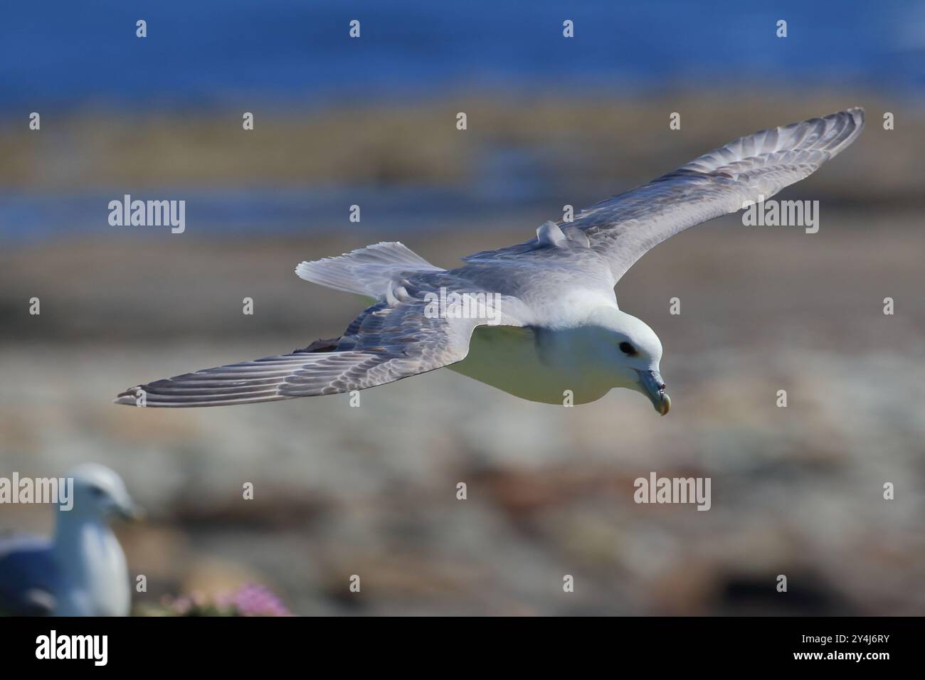 Legato all'Albatross, il Fulmar, il Fulmarus glacialis, fotografato sulle Orcadi. Scozia. REGNO UNITO Foto Stock