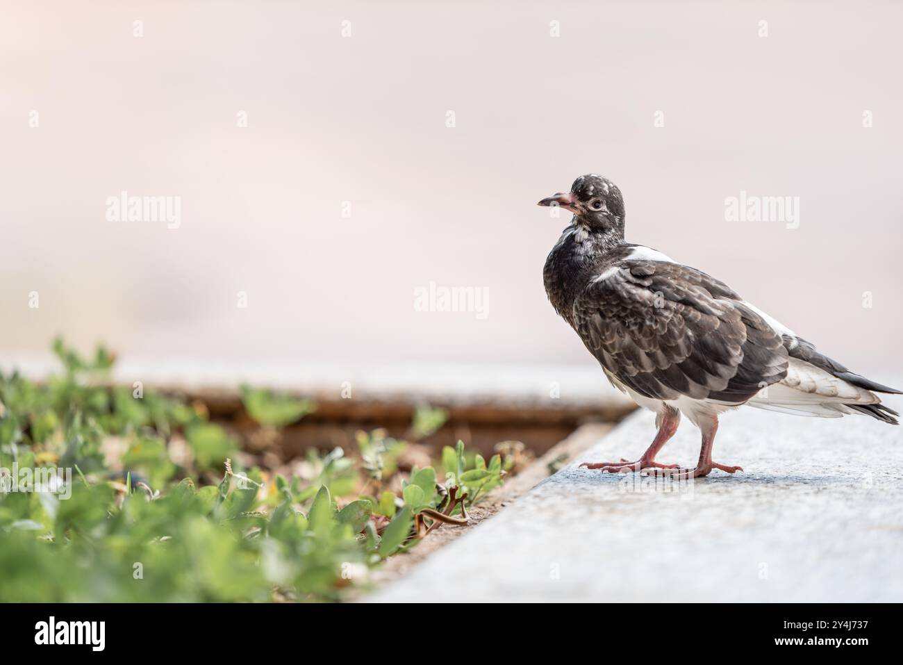 Bianco con piccione selvatico macchiato marrone, Columba livia forma urbana, in piedi sulla sporgenza di una piantatrice a Belo Horizonte. Foto Stock