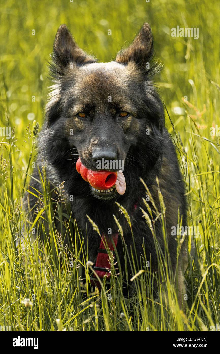 un bellissimo cane shepard tedesco di razza pura con un giocattolo rosso in bocca seduto nella prateria durante l'allenamento, sembra completamente concentrato Foto Stock