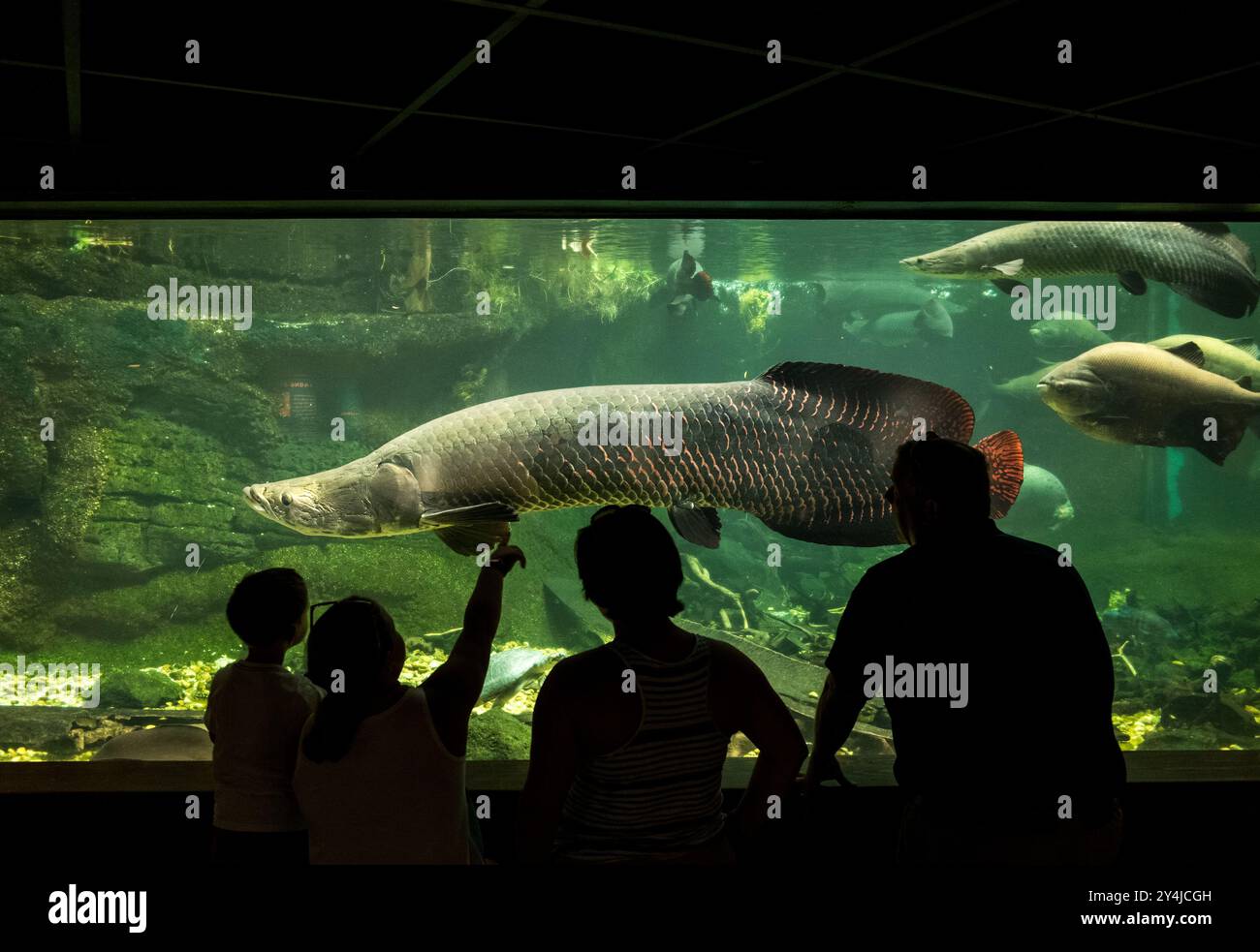 Pesce arapaima al National Zoo di Washington DC // WASHINGTON DC - i visitatori del National Zoo sbirciano in una grande vasca d'acqua dolce che ospita arapaima e altri pesci amazzonici nell'edificio Amazzonia. La mostra mostra mostra la variegata vita acquatica del Rio delle Amazzoni all'interno dello Smithsonian National Zoo di Washington DC. Foto Stock
