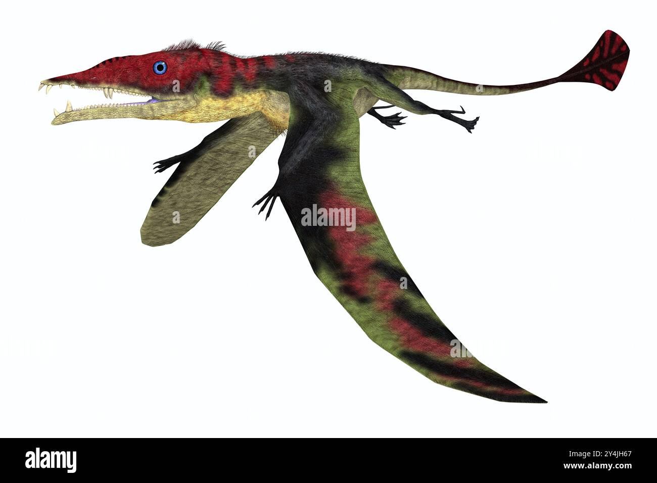 Eudimorphodon era uno pterosauro del Triassico superiore d'Italia con una coda a forma di diamante. Foto Stock