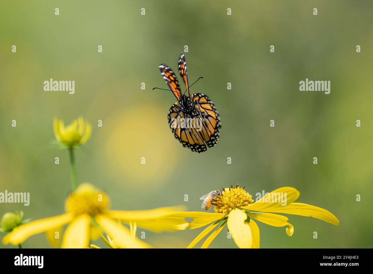 La bellissima farfalla Monarch atterra su fiori selvatici gialli nel prato estivo Foto Stock