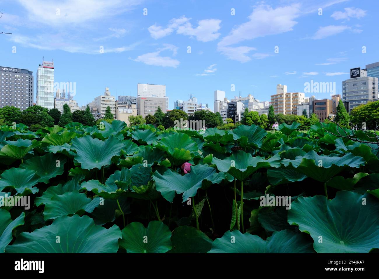 Le ninfee di loto crescono nel Lotus Pond in una delle sezioni dello Shinobazu Pond nel Parco Ueno con gli edifici di Ueno sullo sfondo, Tokyo Foto Stock