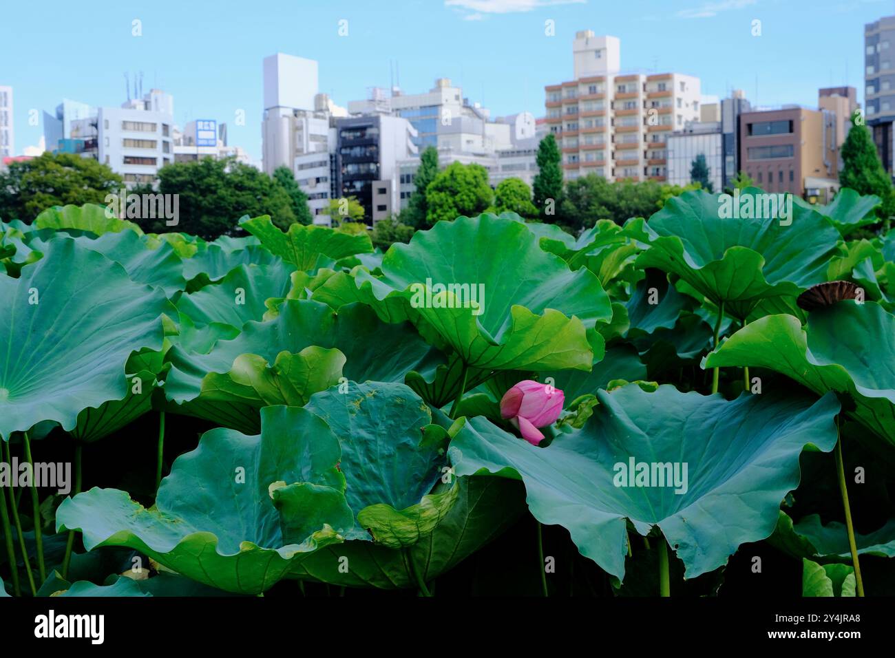 Le ninfee di loto crescono nel Lotus Pond in una delle sezioni dello Shinobazu Pond nel Parco Ueno con gli edifici di Ueno sullo sfondo, Tokyo Foto Stock