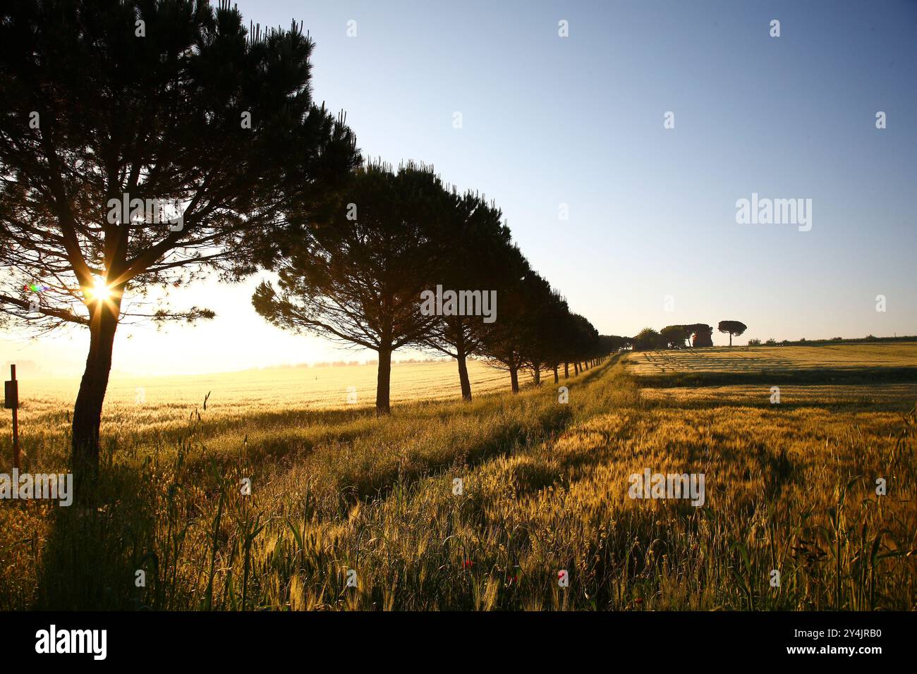 panorama delle colline della Val di Chiana all'alba. Arezzo, Toscana. Italia Foto Stock