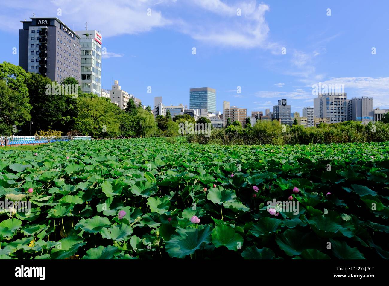 Le ninfee di loto crescono nel Lotus Pond in una delle sezioni dello Shinobazu Pond nel Parco Ueno con gli edifici di Ueno sullo sfondo, Tokyo Foto Stock