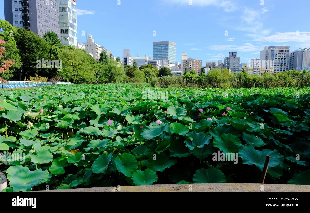 Le ninfee di loto crescono nel Lotus Pond in una delle sezioni dello Shinobazu Pond nel Parco Ueno con gli edifici di Ueno sullo sfondo, Tokyo Foto Stock