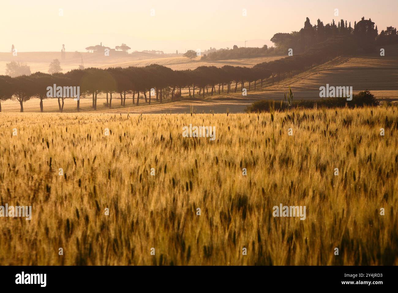 panorama delle colline della Val di Chiana all'alba. Arezzo, Toscana. Italia Foto Stock