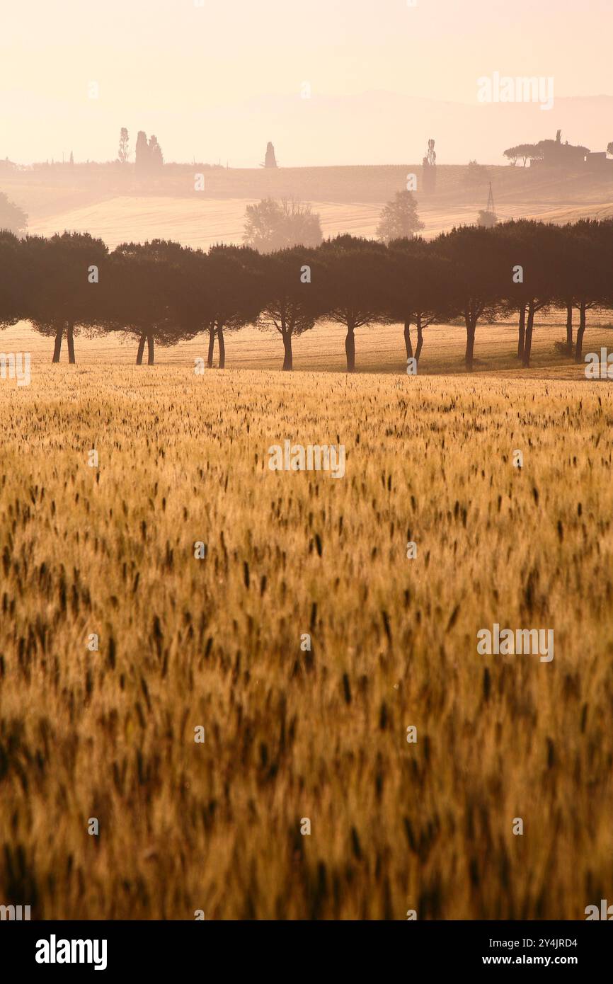 panorama delle colline della Val di Chiana all'alba. Arezzo, Toscana. Italia Foto Stock