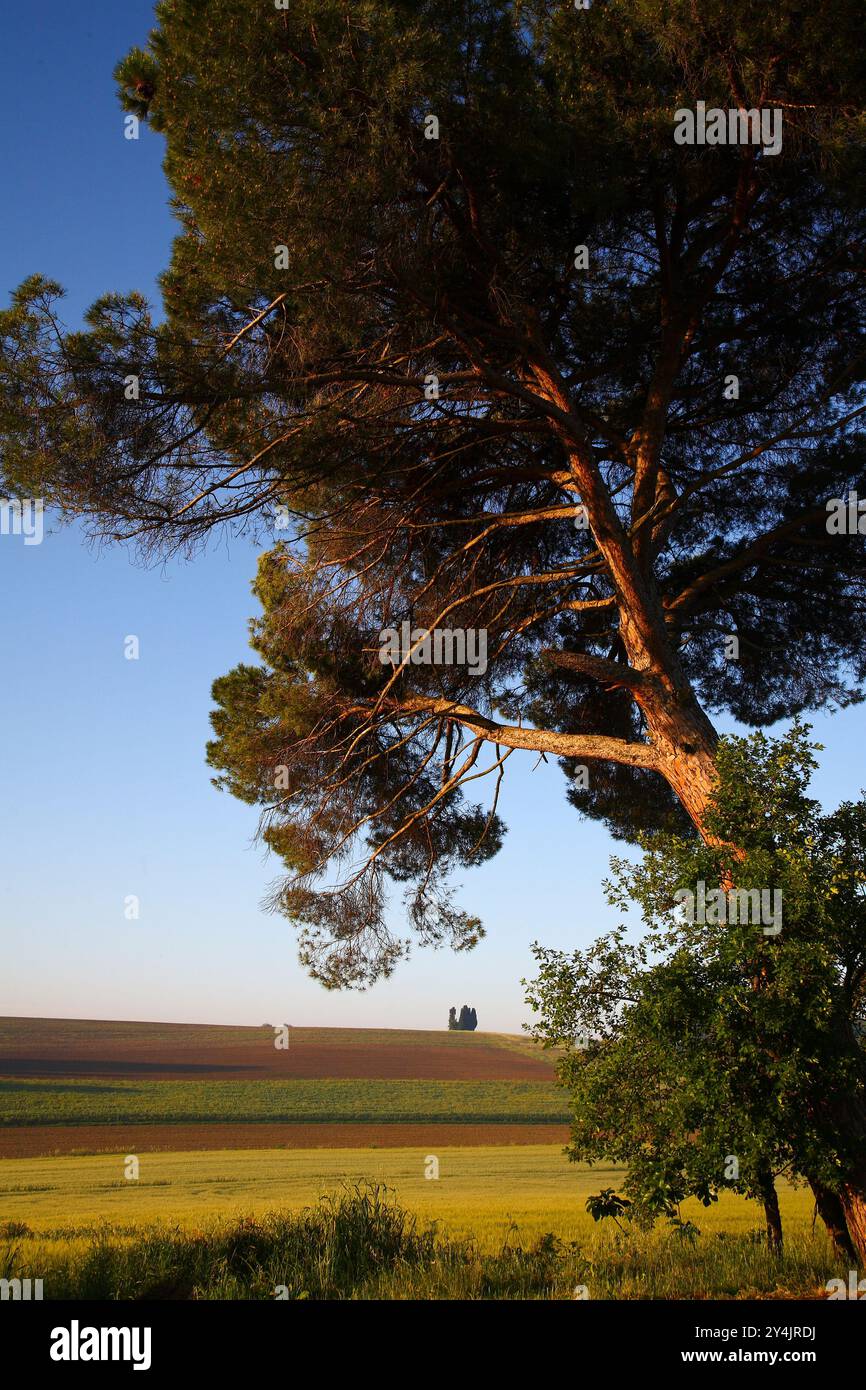 panorama delle colline della Val di Chiana all'alba. Arezzo, Toscana. Italia Foto Stock