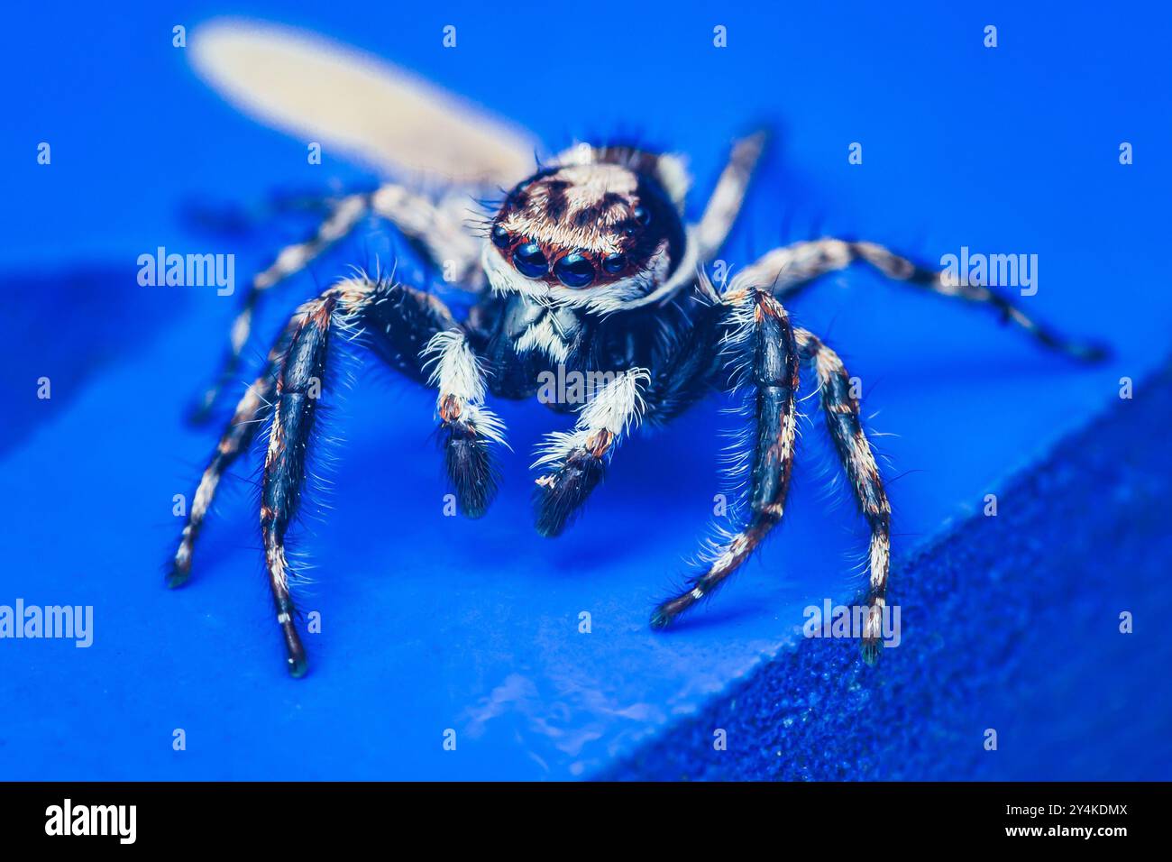 Il ragno bianco e nero che salta con gli occhi grandi è in piedi su una superficie blu brillante e guarda avanti. Foto Stock