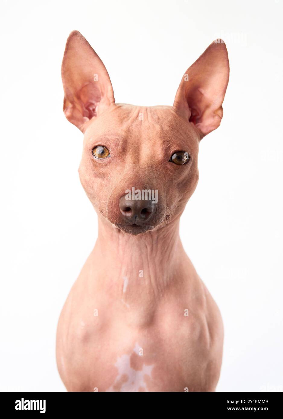 Un ritratto ravvicinato di un cane americano Hairless Terrier su sfondo bianco, che mette in evidenza le sue caratteristiche distintive e la pelle senza peli. Foto Stock
