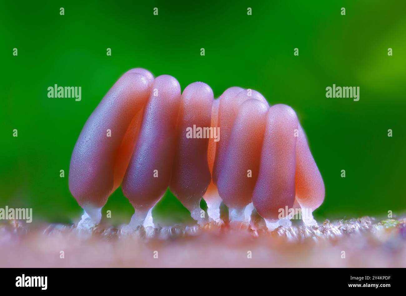 Gruppo di una muffa di melma - Stemonitis fusca. Si forma in ammassi su legno morto e presenta una caratteristica sporangia marrone alta sostenuta su steli sottili con Foto Stock