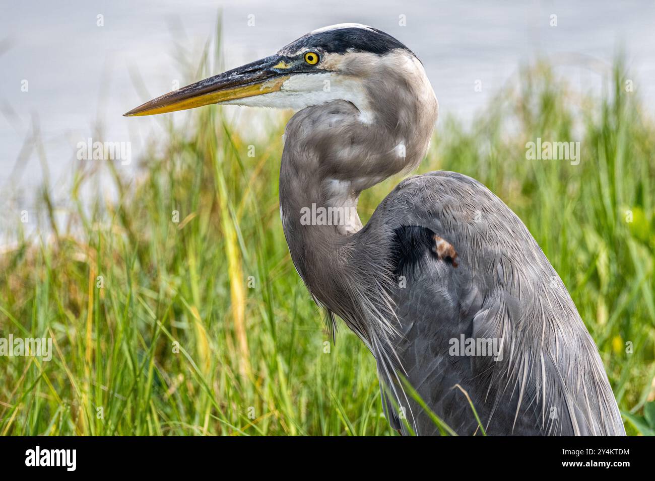 Primo piano di un grande airone blu (Ardea herodias) nel suo habitat naturale delle paludi lungo il Lake Apopka Wildlife Drive vicino a Orlando, Florida. (USA) Foto Stock