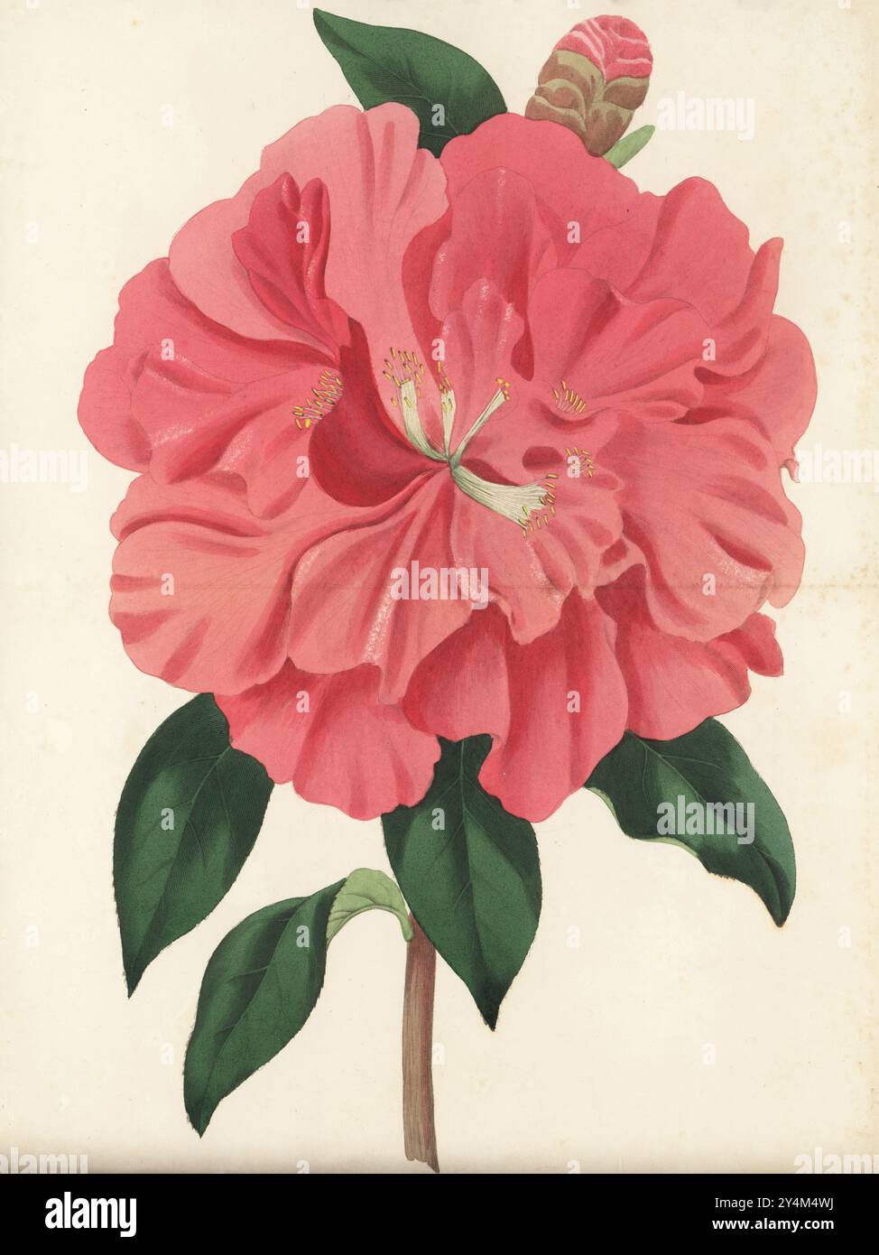 La camelia del capitano Rowes, Camellia reticulata. Il capitano Richard Rawes dell'East Indiaman Warren Hastings importò la prima reticulata in Inghilterra nel 1820. Da un esemplare allevato dai vivaisti Leucombe, Prince and Co. Di Exeter. Incisione a mano di Frederick William Smith dopo un'illustrazione botanica di Samuel Holden da Joseph Paxton's Magazine of Botany, and Register of Flowering Plants, volume 3, W.S. Orr, Londra, 1837. Foto Stock