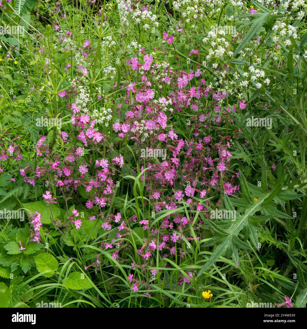 Fioritura del Campion rosso (Silene dioica) e del prezzemolo della mucca bianca (Anthriscus sylvestris) che crescono in natura nel Leicestershire hedgerow a maggio, Inghilterra, Regno Unito Foto Stock
