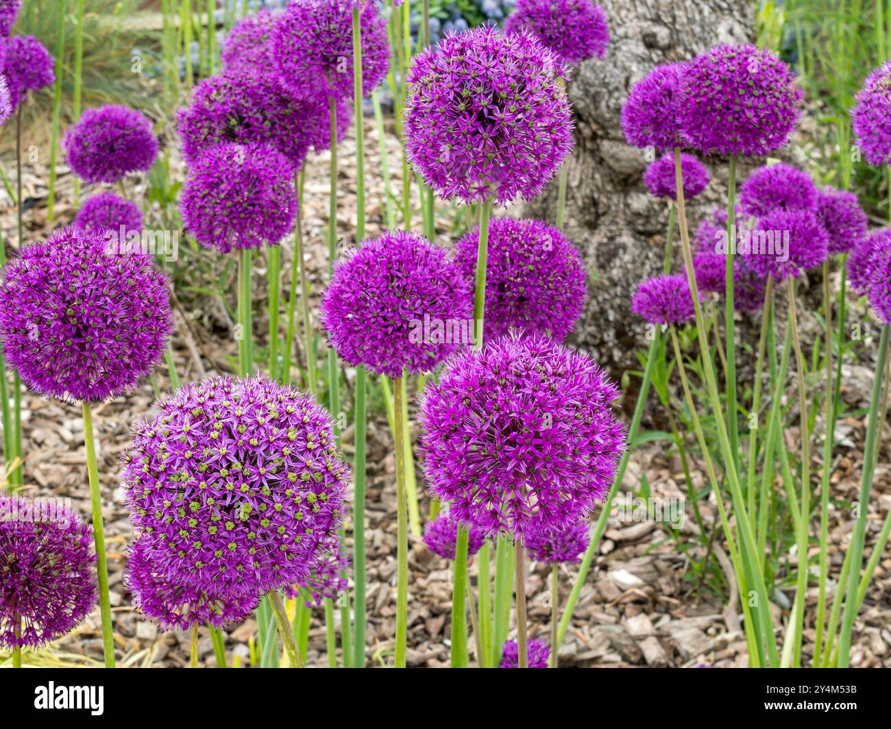 Fiori olandesi all'aglio Allium "Purple Sensation" (Allium hollandicum) che crescono in giardino a maggio, Rutland, Inghilterra, Regno Unito Foto Stock