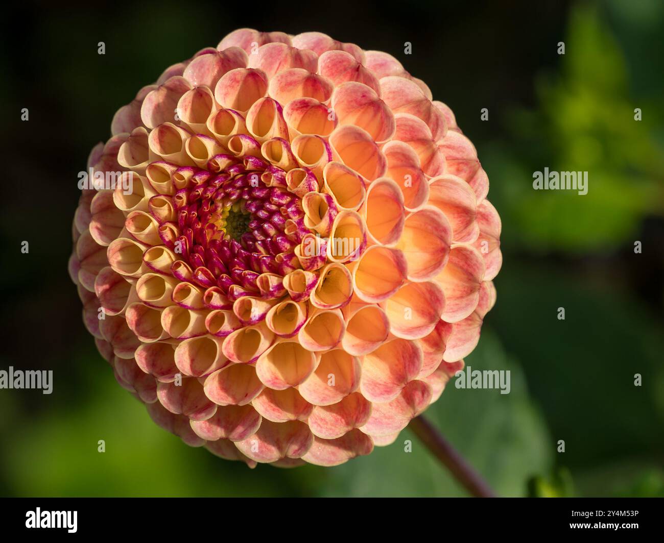 Singolo fiore sferico "Rosemary Dawn" Dahlia giallo pallido e rosa, Derbyshire, Inghilterra, Regno Unito Foto Stock