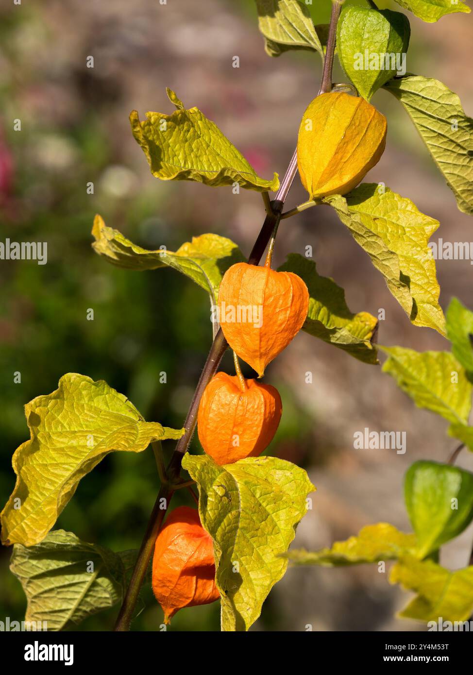 Lanterna cinese arancione brillante (Physalis alkekengi / officinarum) calyces / frutta a settembre, Derbyshire, Inghilterra, Regno Unito Foto Stock