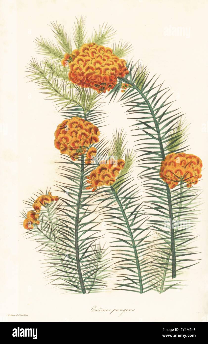 Dillwynia pungens. Originario dell'Australia occidentale, New Holland. Eutassia pungente, Eutaxia pungens. Incisione a mano di Frederick William Smith dopo un'illustrazione botanica di Samuel Holden da Joseph Paxton's Magazine of Botany, and Register of Flowering Plants, volume 3, W.S. Orr, Londra, 1837. Foto Stock