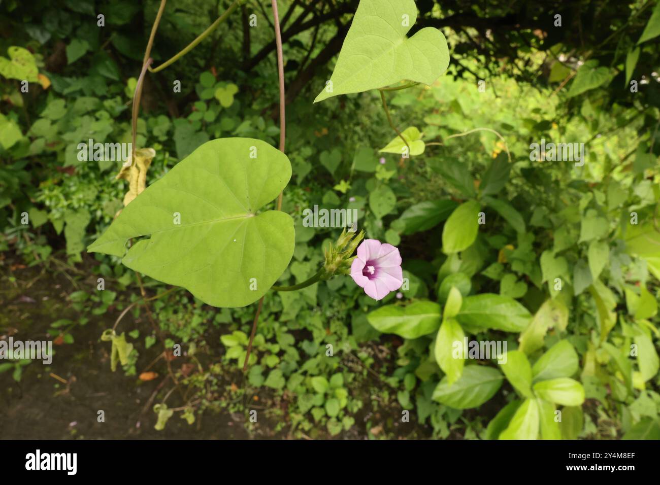 Gloria mattutina Ipomoea conosciuta con diversi nomi comuni, tra cui littlebell e Aiea Morning Glory Foto Stock
