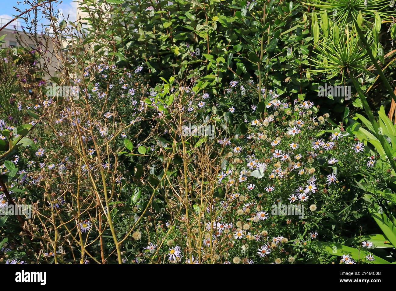 Bognor Regis, West Sussex, Inghilterra. 12 settembre 2024. Sfondo naturale, fiori di simpotrichum, una farfalla bianca e fogliame verde. Una delle fotografie scattate di recente durante una gita di un giorno a Bognor Regis, sulla costa meridionale dell'Inghilterra. La città ospita il Butlins Holiday Park ed è una destinazione popolare per i turisti. Foto Stock