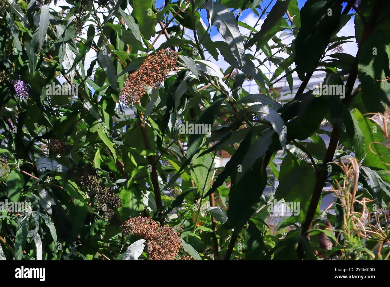 Bognor Regis, West Sussex, Inghilterra. 12 settembre 2024. Fine estate, sfondo naturale, foglie e fiori trascorsi. Una delle fotografie scattate di recente durante una gita di un giorno a Bognor Regis, sulla costa meridionale dell'Inghilterra. La città ospita il Butlins Holiday Park ed è una destinazione popolare per i turisti. Foto Stock