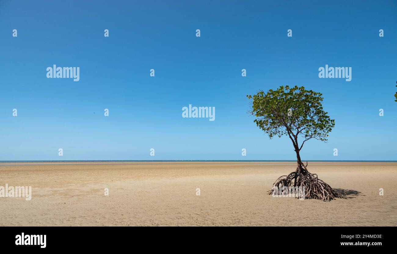 Port Douglas, Queensland, Australia. Mangrovie su una riva sabbiosa a Yule Point. Foto Stock