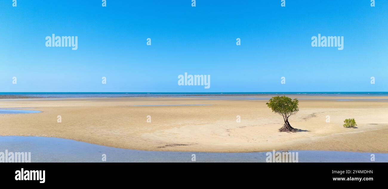 Port Douglas, Queensland, Australia. Mangrovie su una riva sabbiosa a Yule Point. Foto Stock