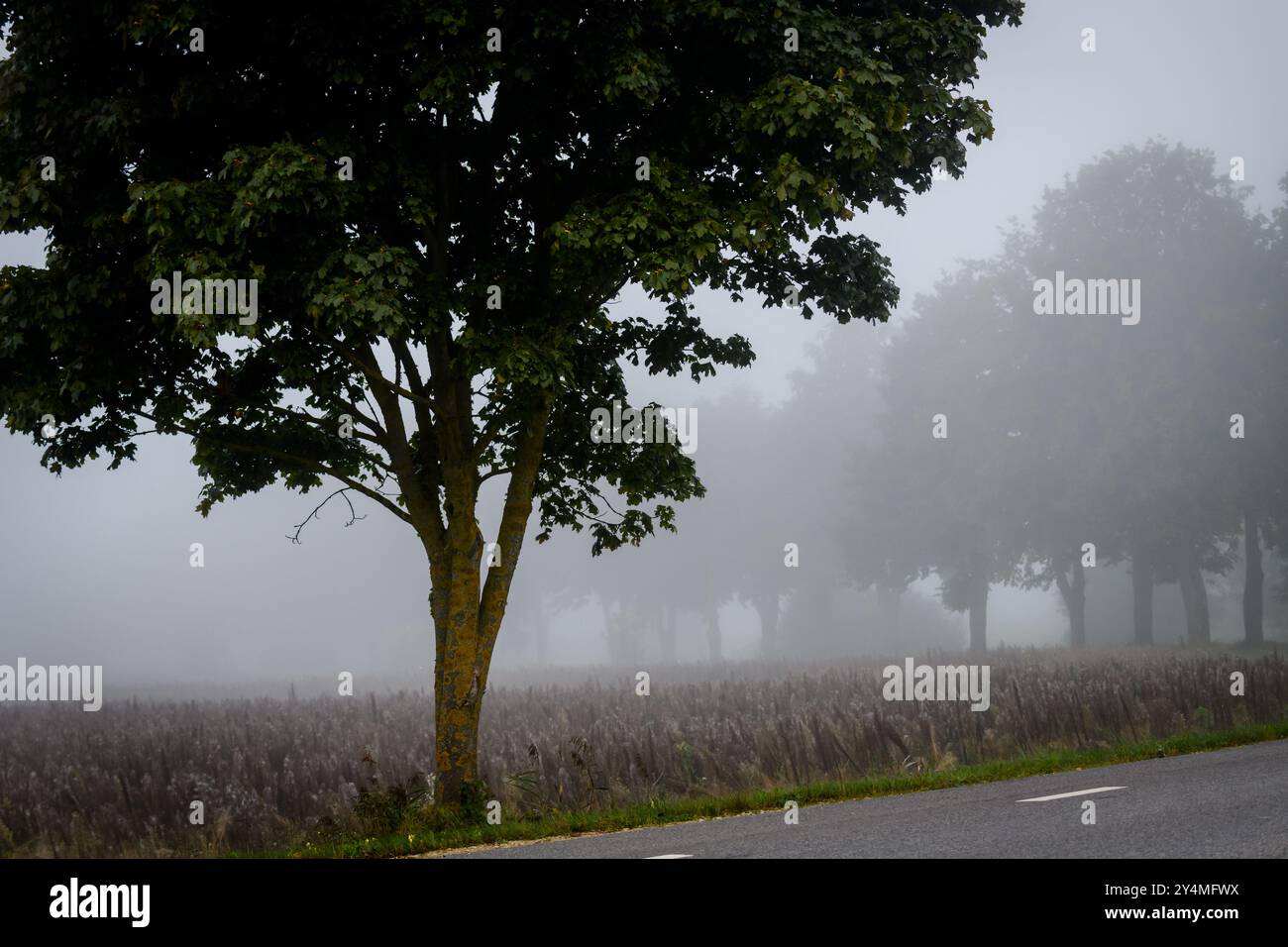 Foto con messa a fuoco selettiva. Mattina di Foggy. Nebbia profonda osservata in Lettonia. Foto Stock