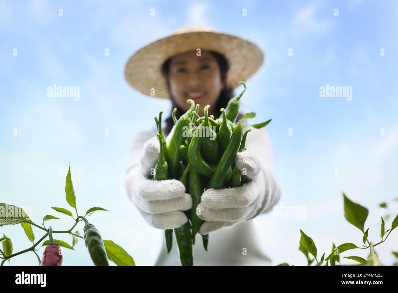 Contadino che indossa un cappello raccogliendo peperoni freschi da un abbondante campo di peperoni autunnali e mettendoli in un cesto Foto Stock