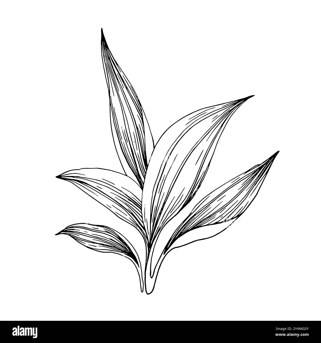 Schizzo disegnato a mano Plantain Leaves. Illustrazione disegnata con linee di plantago Bush. Illustrazione Vettoriale