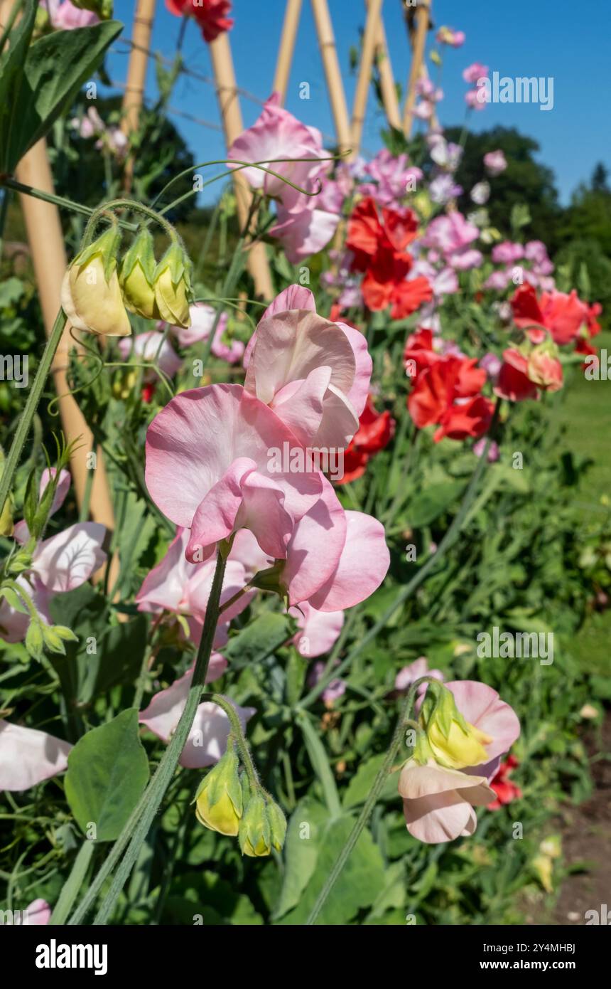 Primo piano di fiori di piselli dolci arrampicati misti rosa e rosso (lathyrus odoratus) che crescono in un giardino estivo Inghilterra Regno Unito Gran Bretagna Foto Stock